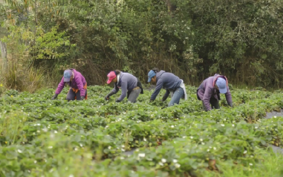 Reforma Rural saldría de la Misión de Verificación ONU al Acuerdo de Paz